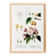 Vintage poster of the hybrid apple tree, after an 1802 engraving