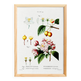 Vintage poster of the hybrid apple tree, after an 1802 engraving