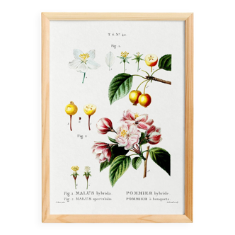 Vintage poster of the hybrid apple tree, after an 1802 engraving