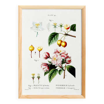Vintage poster of the hybrid apple tree, after an 1802 engraving