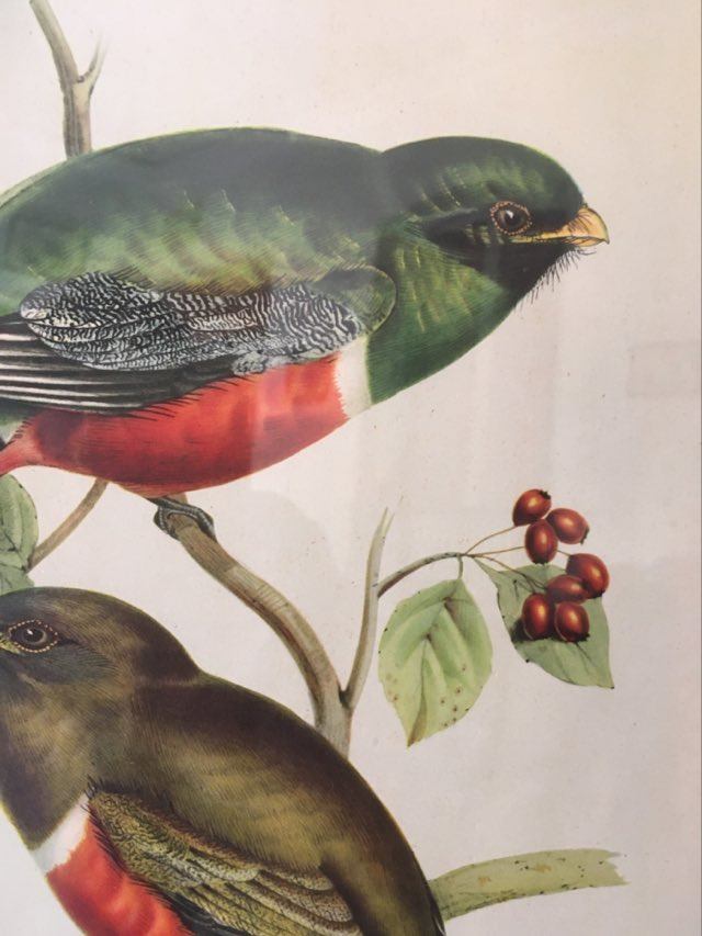Ornithological board "Trogon collaris" J-E Gould