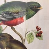 Ornithological board "Trogon collaris" J-E Gould