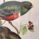 Ornithological board "Trogon collaris" J-E Gould