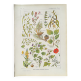 Lithograph on calming plants from 1920