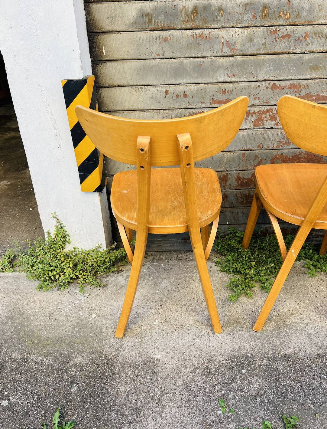 (Lot) 6 Bistro Chairs Lutherma Banana (Light Oak)