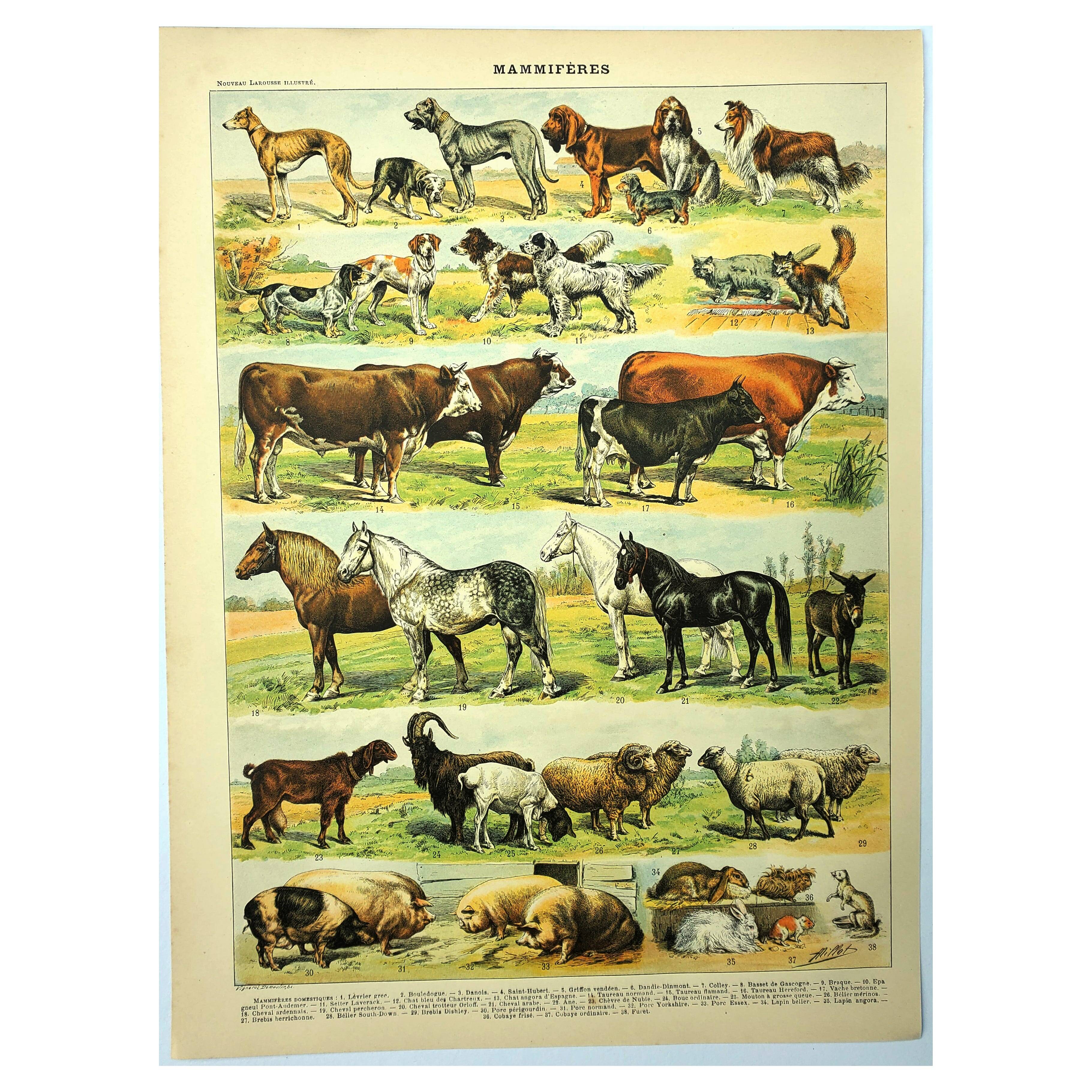 Antique engraving 1897 - Mammals 4, animals, zoology