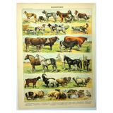 Gravure ancienne 1897 - Mammifères, animaux, zoologie