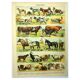 Antique engraving 1897 - Mammals 4, animals, zoology