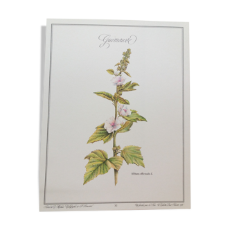 Planche botanique guimauve