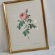 Frame Litho rose Bordeaux