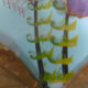 Vintage frame butterflies and silk threads - artefama - annees 50