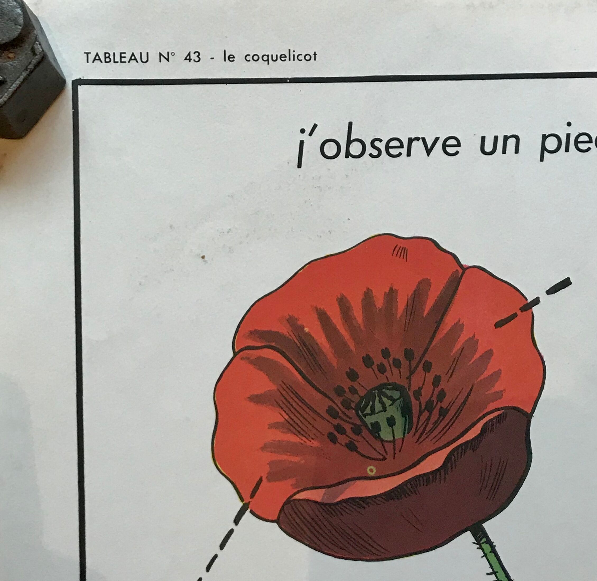 educational poster biology "The cherry" and "The poppy" 50s