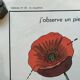 educational poster biology "The cherry" and "The poppy" 50s