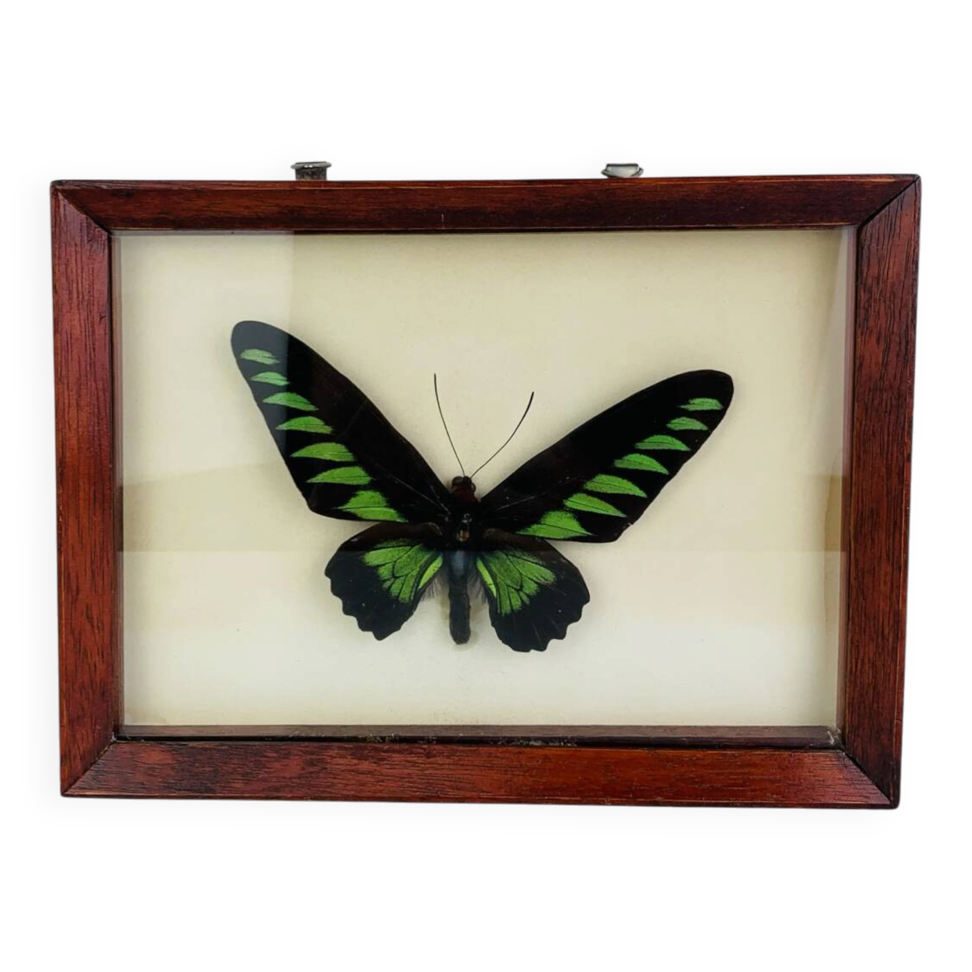 Framed butterfly Trogonoptera Drookiana, vintage