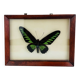 Framed butterfly Trogonoptera Drookiana, vintage