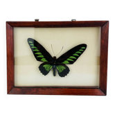 Framed butterfly Trogonoptera Drookiana, vintage