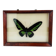 Framed butterfly Trogonoptera Drookiana, vintage