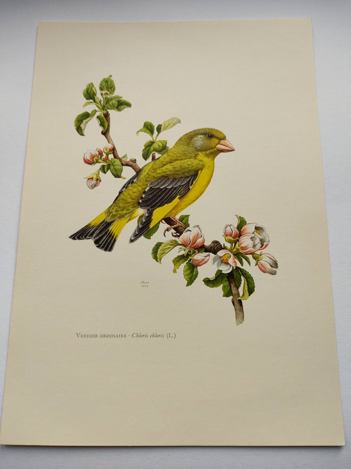 Bird board 60s - Ordinary Greenfinch - Vintage ornithological illustration