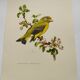 Bird board 60s - Ordinary Greenfinch - Vintage ornithological illustration