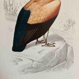 Ornithological board Vulture