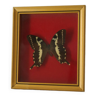Vintage Naturalized Madagascar Butterfly Frame