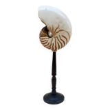 Large Tiger Nautilus shell on turned wooden base, old cabinet of curiosities