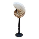 Grand coquillage Nautile tigre sur socle pied en bois tourné ancien cabinet de curiosités