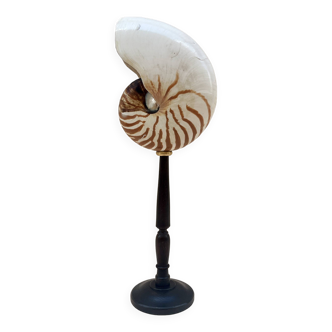 Large Tiger Nautilus shell on turned wooden base, old cabinet of curiosities