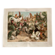 Lithograph engraving of hens and roosters – 1890