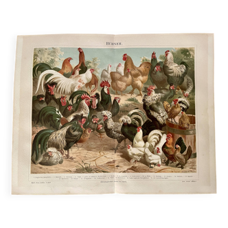 Lithograph engraving of hens and roosters – 1890