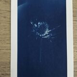 Lots of 4 10x15 Cyanotype prints to frame or give as a gift