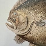 Old lithograph Morubel, the turbot