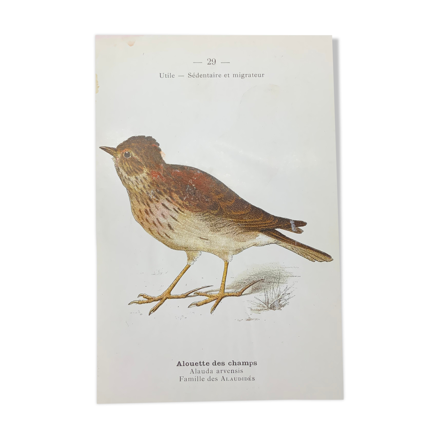 Planche naturaliste ancienne oiseaux gravure double face ouvrage 1908 G. Denise