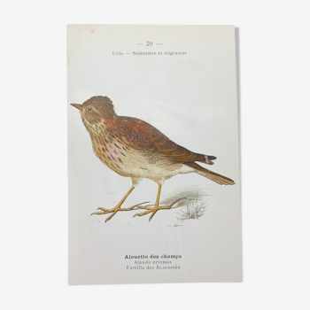 Planche naturaliste ancienne oiseaux gravure double face ouvrage 1908 G. Denise