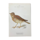 Planche naturaliste ancienne oiseaux gravure double face ouvrage 1908 G. Denise