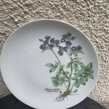 6 winterling bavaria porcelain herbarium pattern flat plates