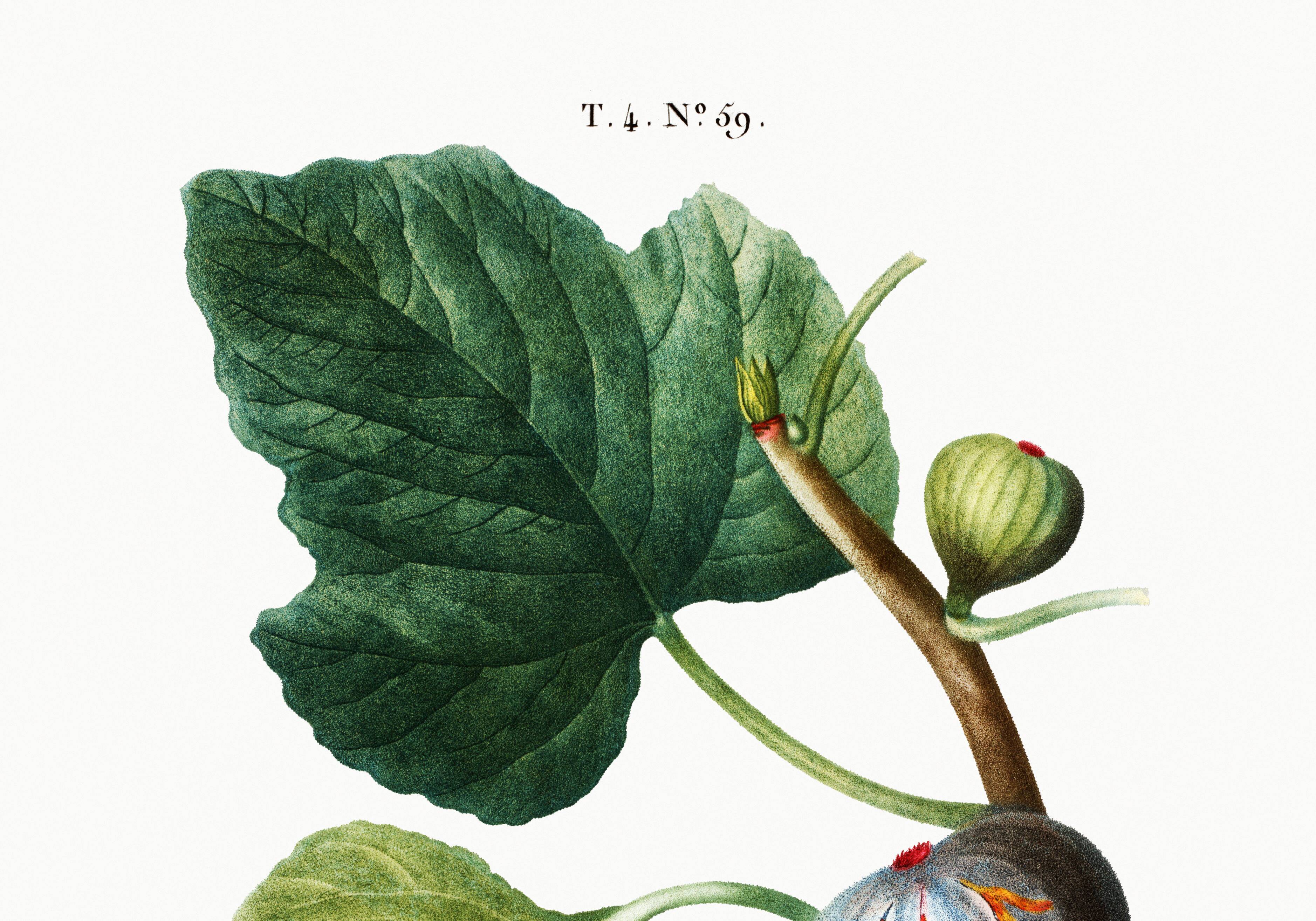 Botanical poster on the fig tree, based on an old engraving from 1802.