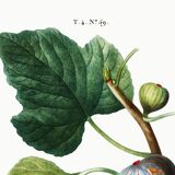 Botanical poster on the fig tree, based on an old engraving from 1802.