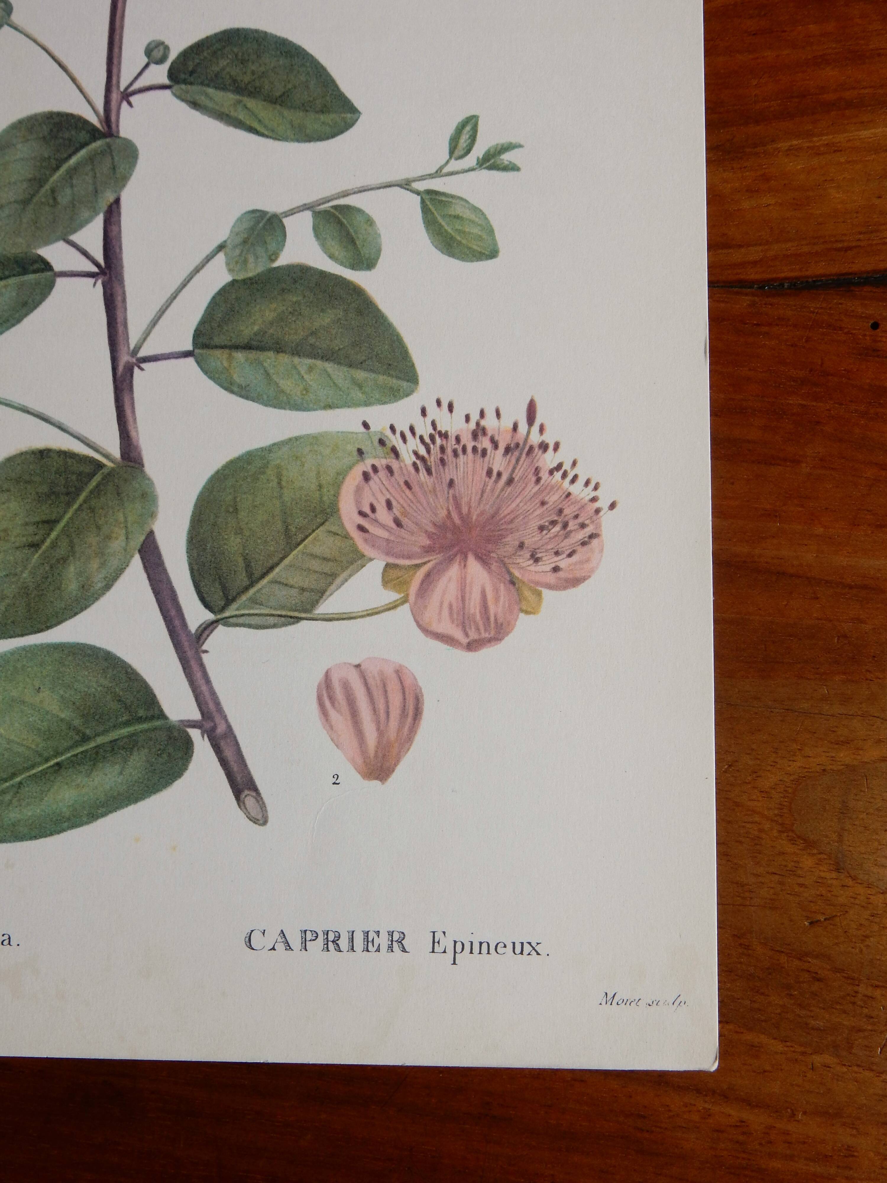 Botanical board from capparis vintage 60s