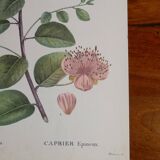 Botanical board from capparis vintage 60s