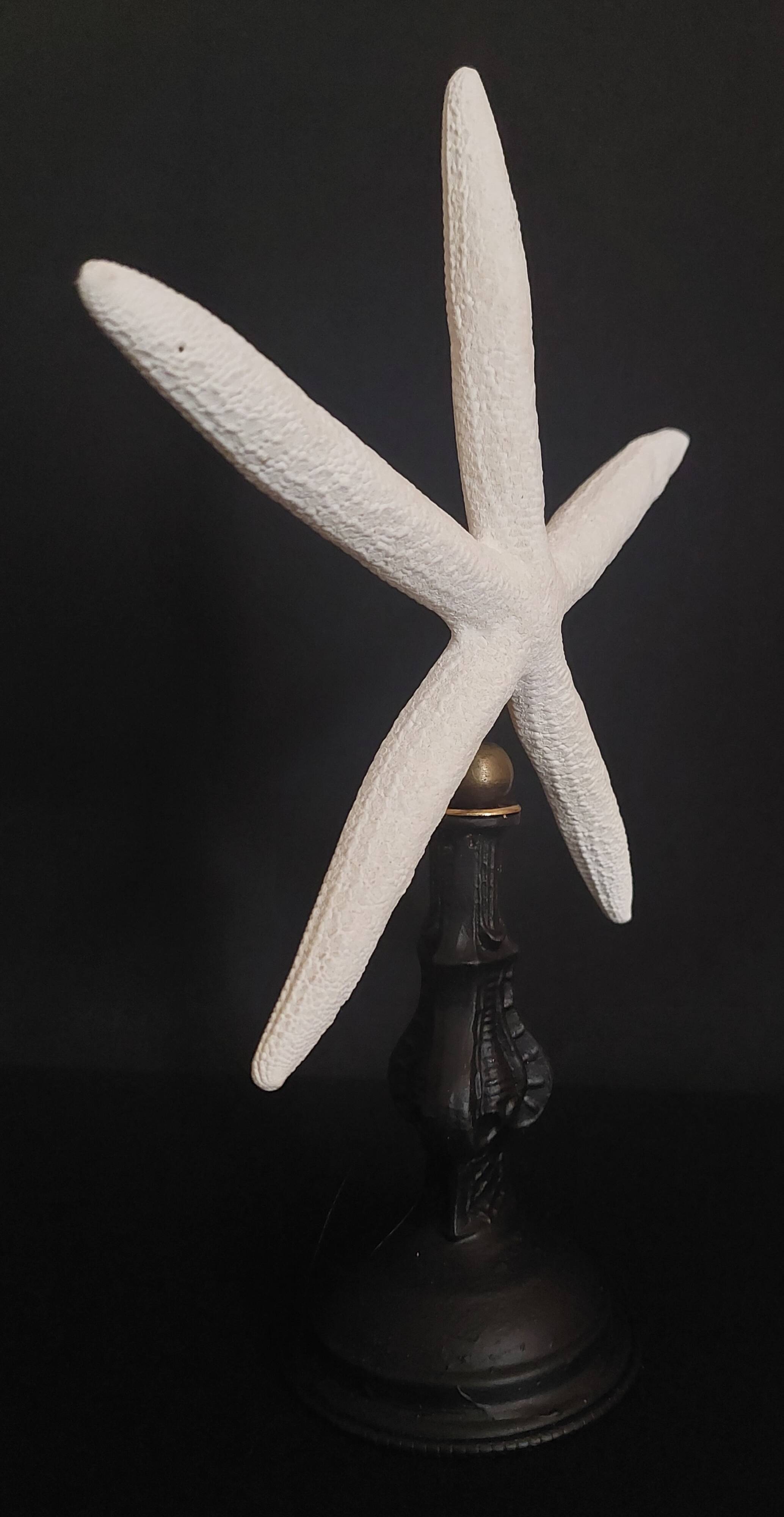 Cabinet of Curiosities white starfish Linckia laevigata on base