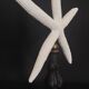 Cabinet of Curiosities white starfish Linckia laevigata on base