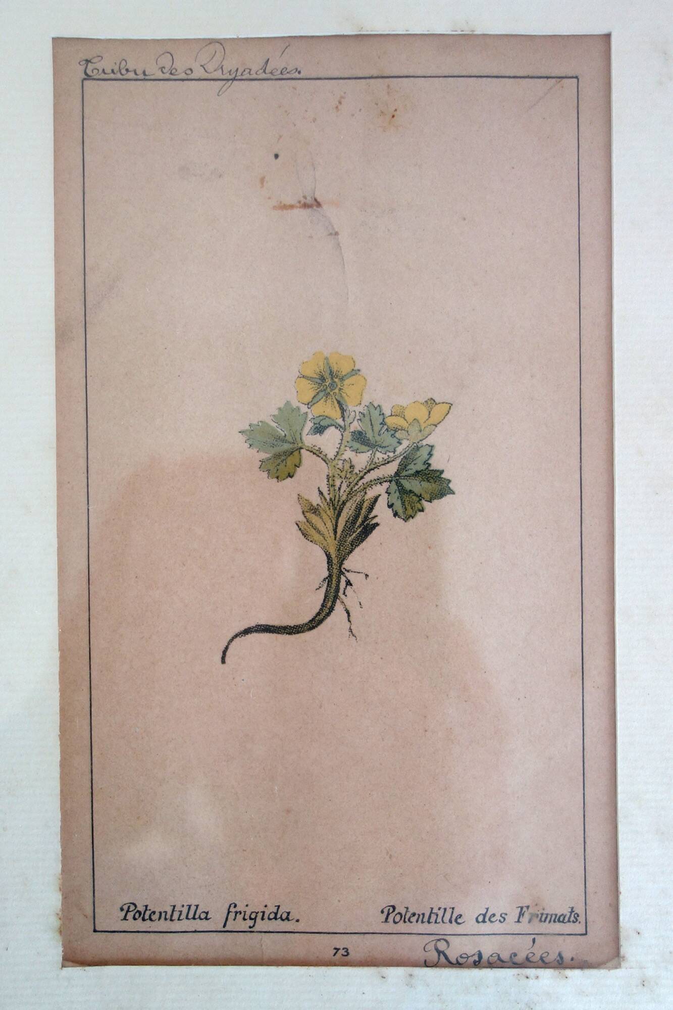 Table of 6 old engravings of flowers from Europe