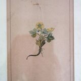 Table of 6 old engravings of flowers from Europe