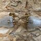 Old Pair Wall Lamp Golden Metal + Reflector Molded Glass 70s Vintage