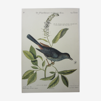 Gravure oiseau, chat-oiseau, repro Catesby/Seligmann