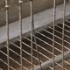 Cage à oiseaux