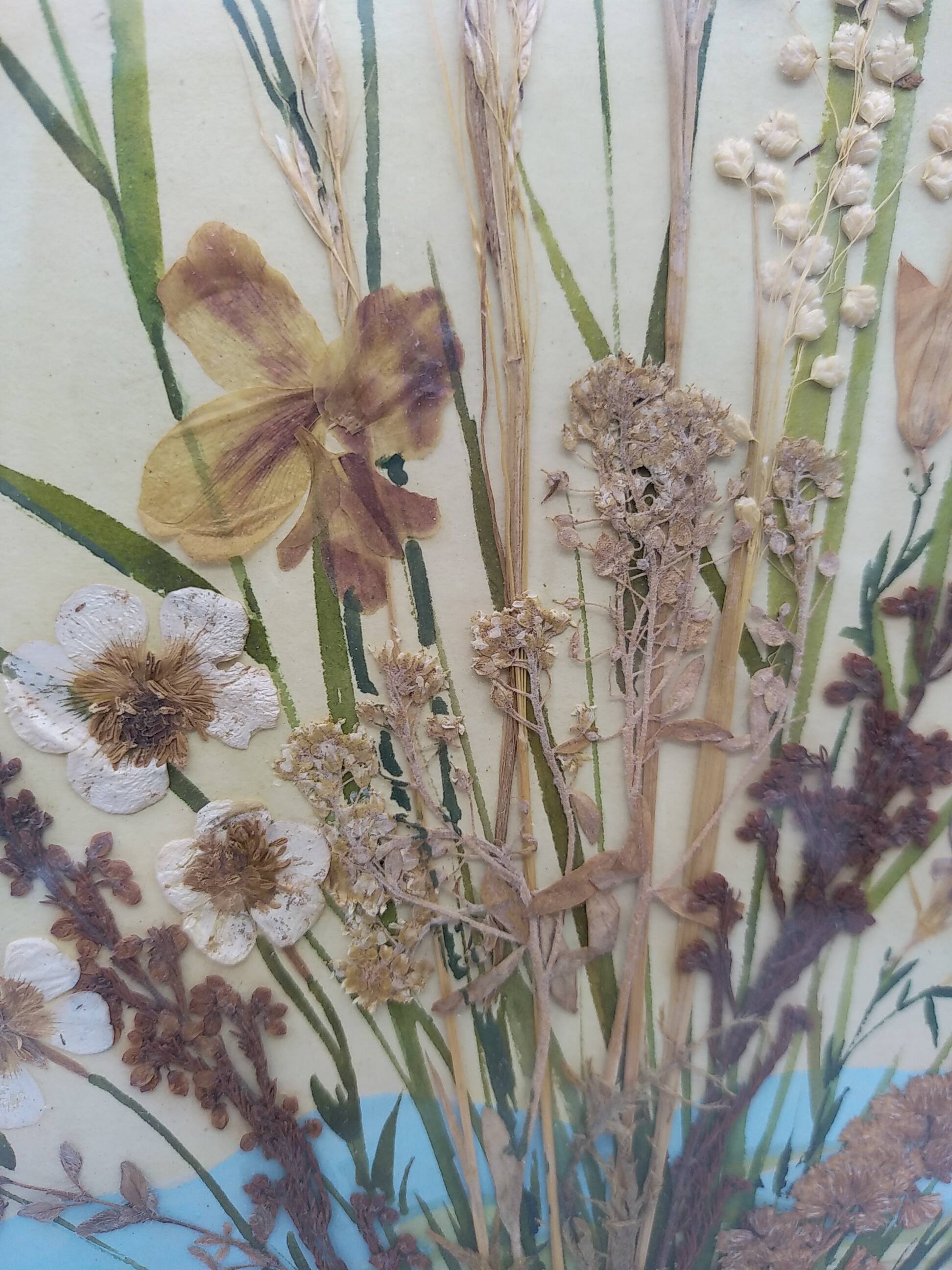 Herbarium on watercolor. the 50's .