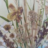 Herbarium on watercolor. the 50's .