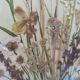 Herbier sur aquarelle . années 50 .